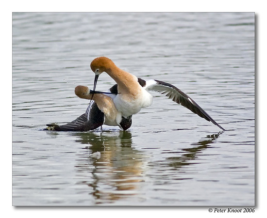 American Avocet