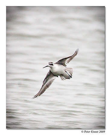 Red-necked Phalarope