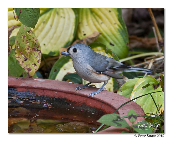 Tufted Titmouse