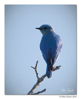 Mountain Bluebird
