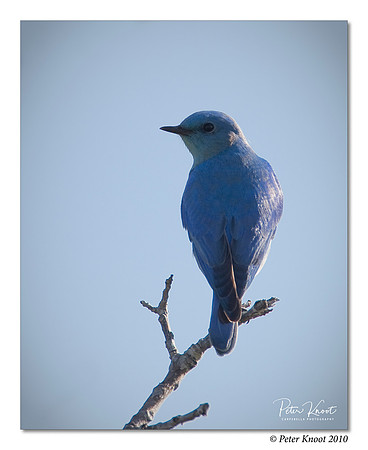 Mountain Bluebird