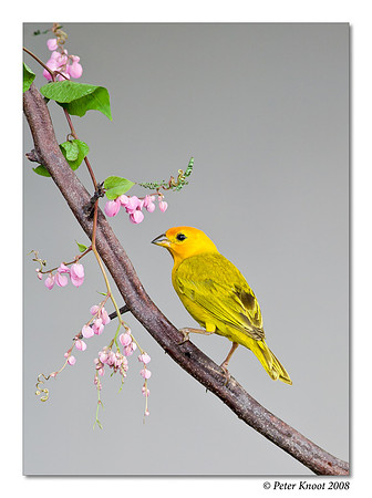 Saffron Finch