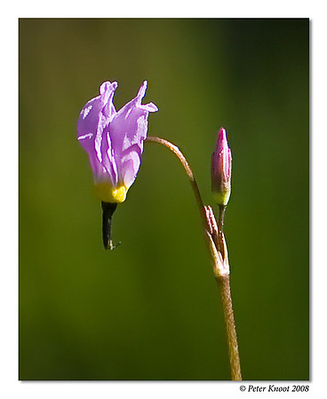 peter_jeffrey_shooting_star_1