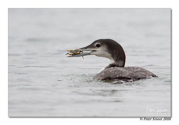 Common Loon