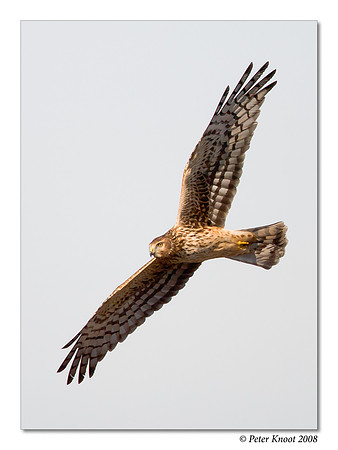 Northern Harrier