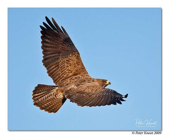 Swainson's Hawk