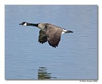 peter_canada_goose_4