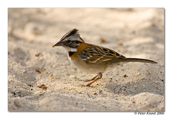 Rufous-collared Sparrow