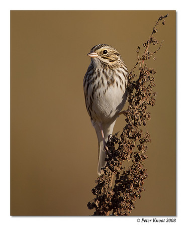 Savannah Sparrow