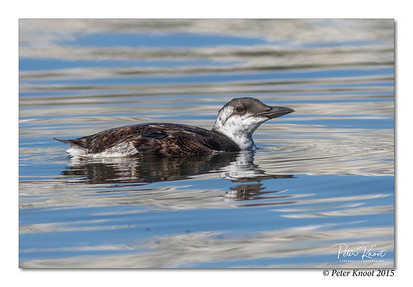 Common Murre
