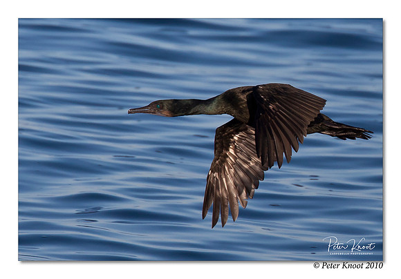 Brandt's Cormorant
