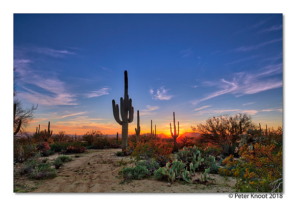 Sonora Desert Sunset