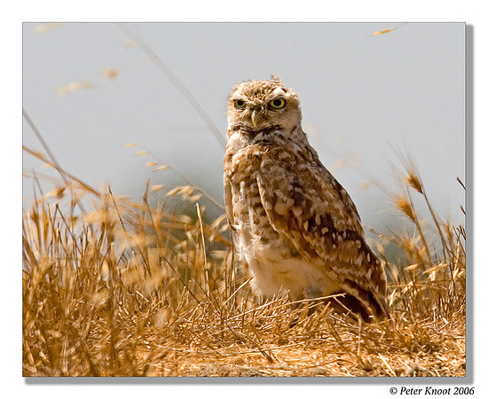 Burrowing Owl