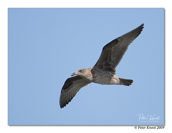 Western Gull