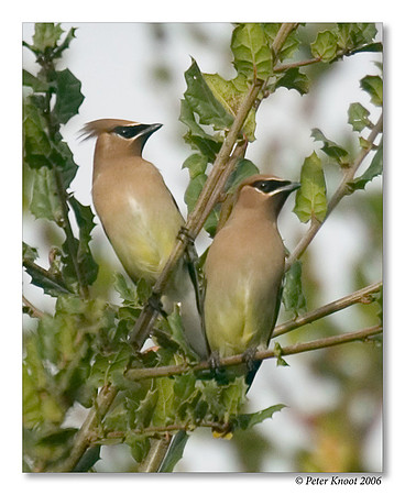 peter_cedar_waxwing_2