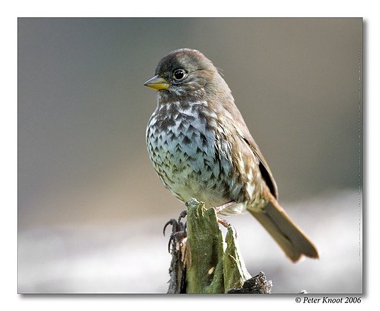 Fox Sparrow