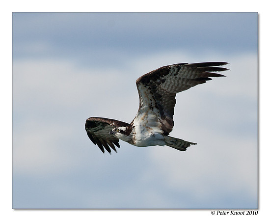 Osprey