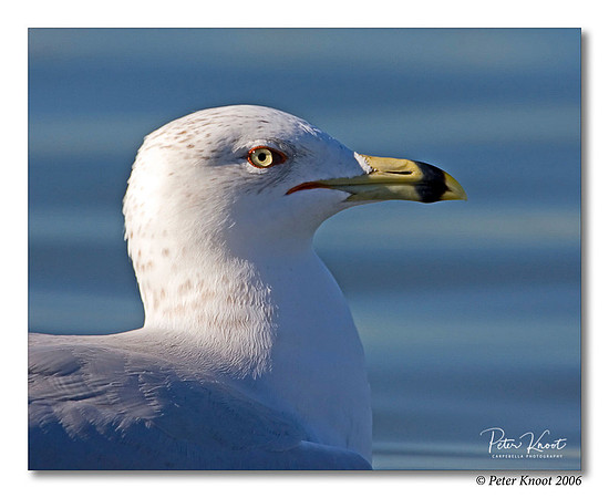 Ring-billed Gull