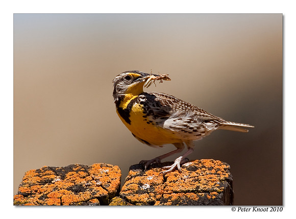 Western Meadowlark