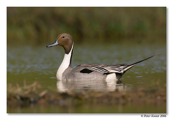 peter_northern_pintail_4