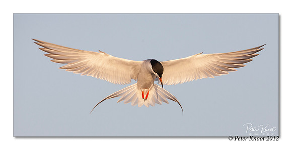 Forster's Tern