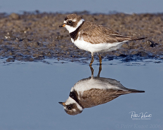Semipalmated Plover