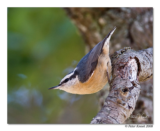 Red-breasted Nuthatch