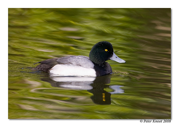 Greater Scaup
