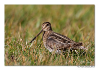 Wilson' s Snipe