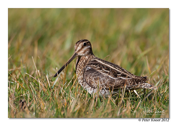 Wilson' s Snipe