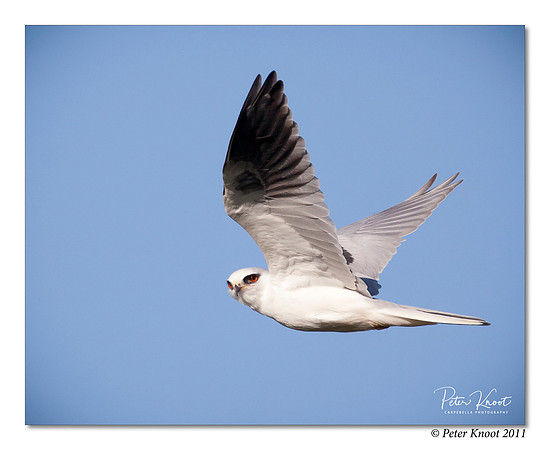 White-tailed Kite