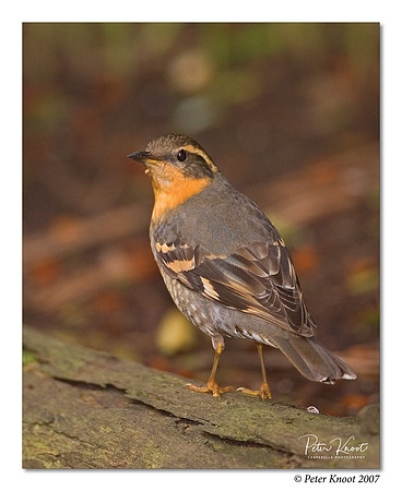 peter_varied_thrush_1