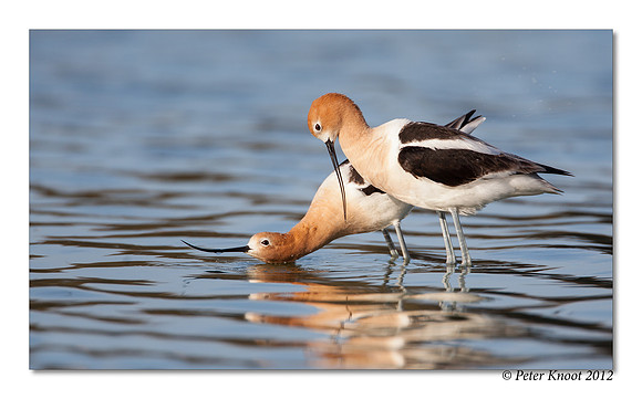 American Avocet