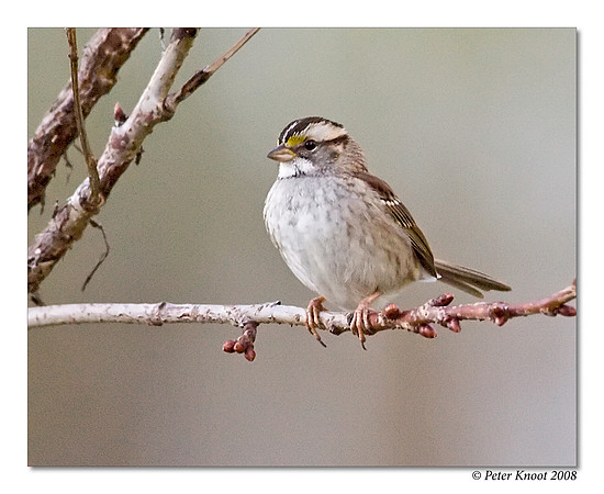 White-throated Sparrow