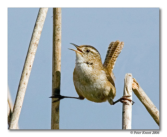 Marsh Wren