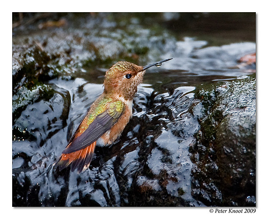 Allen's Hummingbird