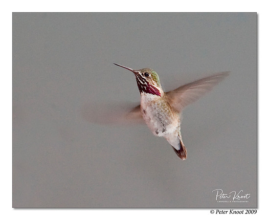 Calliope Hummingbird