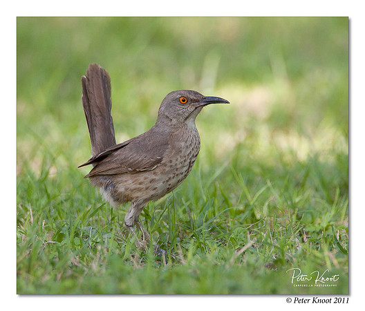 Curve-billed Thrasher