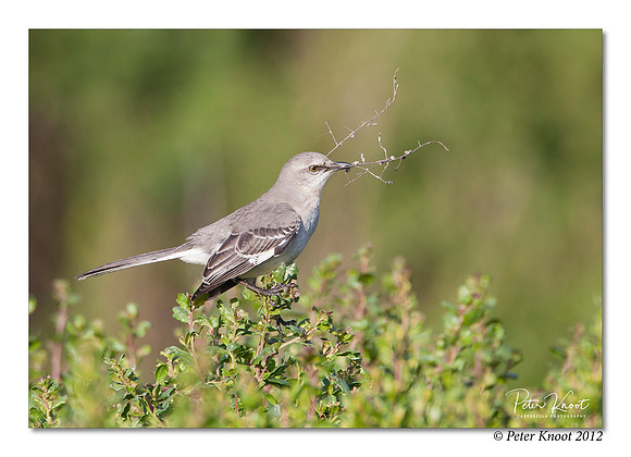 Northern Mockingbird