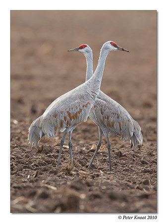 Sandhill Crane