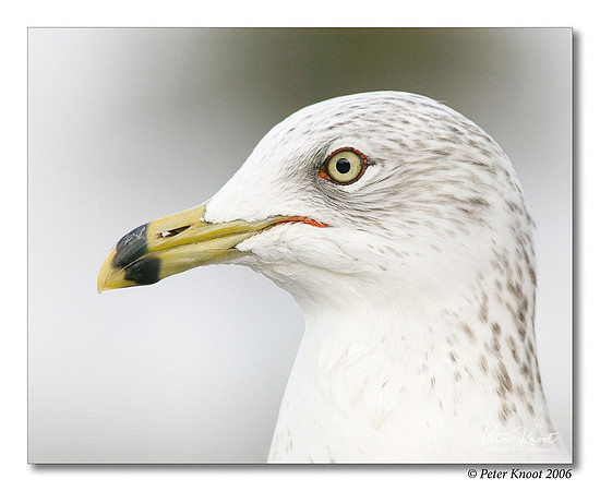Ring-billed Gull