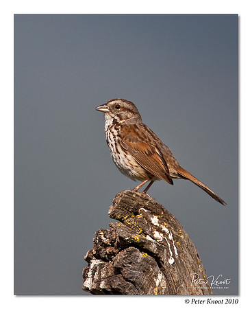 Song Sparrow