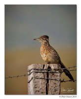 Greater Roadrunner