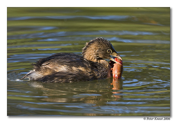 Pied-billed Grebe
