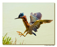 Green Heron