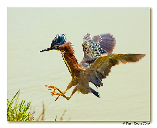 Green Heron