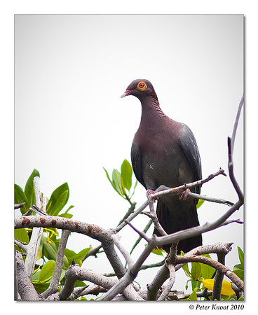 Scaly-naped Pigeon
