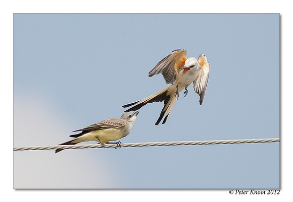 Scissor-tailed Flycatcher