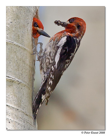 Red-breasted Sapsucker