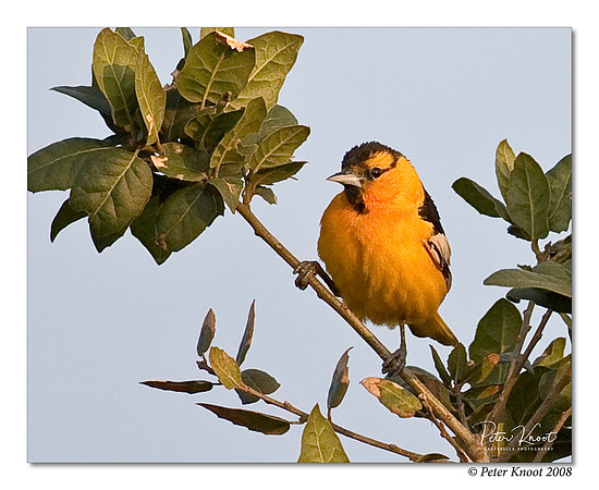 Bullock's Oriole